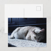 Lazy Cat Napping Postkarte (Vorne/Hinten)