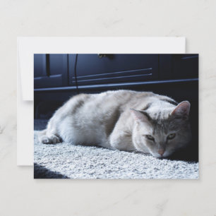 Lazy Cat Napping Postkarte