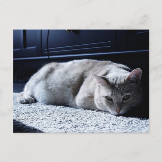 Lazy Cat Napping Postkarte (Vorderseite)