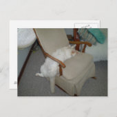Lazy Cat Postkarte (Vorne/Hinten)
