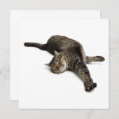 Lazy Cat Stretching Ankündigung (Vorne/Hinten)