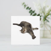 Lazy Cat Stretching Ankündigung (Stehend Vorderseite)