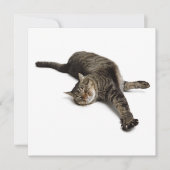 Lazy Cat Stretching Ankündigung (Vorderseite)