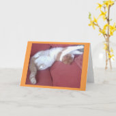 Lazy Cats 2 Foto Grußkarte - Cat Nickerchen Karte (Gelbe Blume)