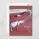 Lazy Cats Fun Postkarte - Catnap (Vorne/Hinten)