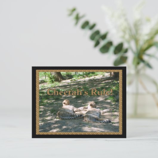 Lazy Cheetahs Postkarte (Stehend Vorderseite)