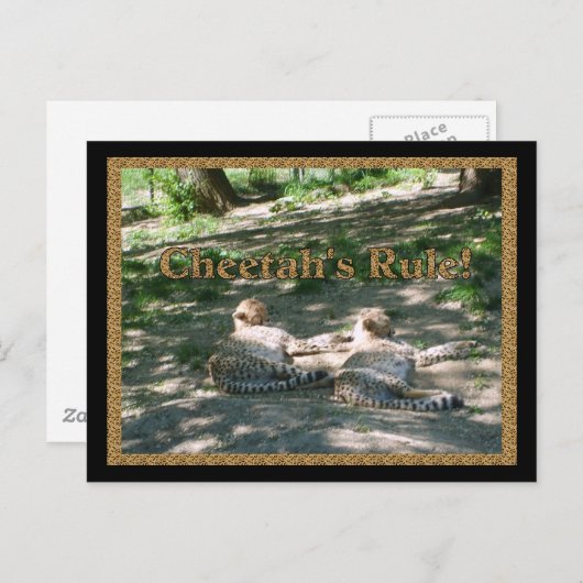 Lazy Cheetahs Postkarte (Vorne/Hinten)