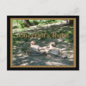 Lazy Cheetahs Postkarte (Vorderseite)
