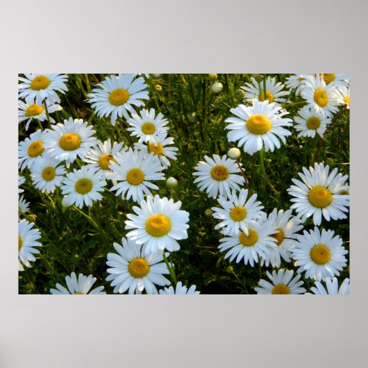 Lazy Daisy Afternoon Poster (Vorne)