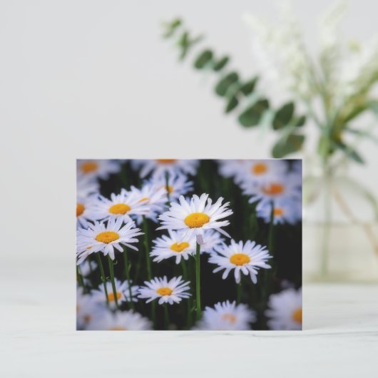Lazy Daisy Postkarte (Stehend Vorderseite)