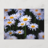 Lazy Daisy Postkarte (Vorderseite)