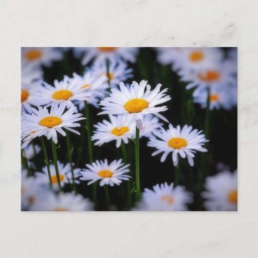 Lazy Daisy Postkarte (Vorderseite)