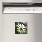 Lazy Daisy Summer Day Magnet (In Situ (Geschirrspüler))