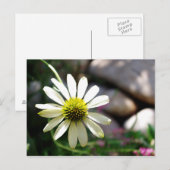 Lazy Daisy Summer Day Postcard Postkarte (Vorne/Hinten)