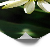 Lazy Daisy Summer Day Print Poster (Ecke)