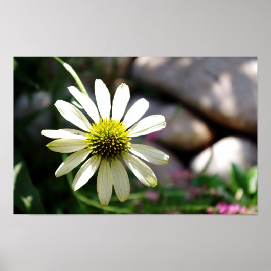 Lazy Daisy Summer Day Print Poster (Vorne)
