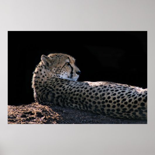 Lazy Day Poster (Vorne)