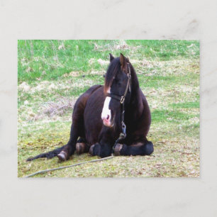 Lazy Days Postcard Postkarte