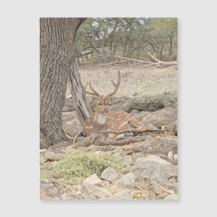 Lazy Deer Magnet