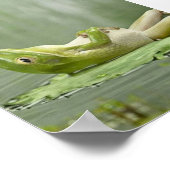 Lazy Frog Poster (Ecke)