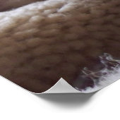 Lazy Kitten, Bengalisch Siam Cat Foto 24x20 Poster (Ecke)