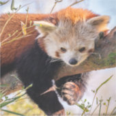 Lazy kleine rote Panda Aufkleber (Vorderseite)