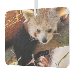 Lazy kleine rote Panda Autolufterfrischer