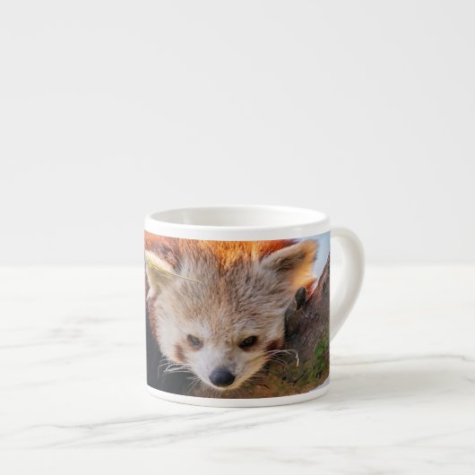 Lazy kleine rote Panda Espressotasse (Vorderseite Rechts)