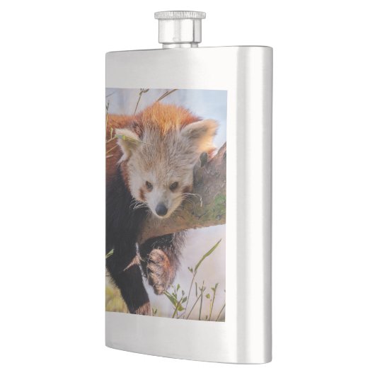 Lazy kleine rote Panda Flachmann (Links)