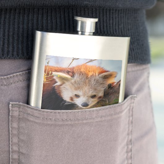 Lazy kleine rote Panda Flachmann (Beispiel)