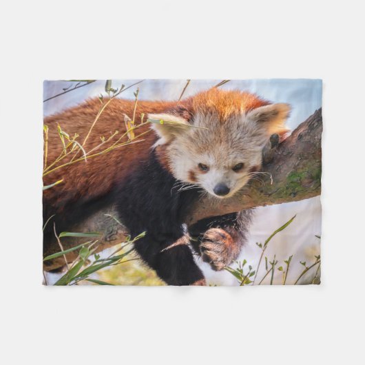 Lazy kleine rote Panda Fleecedecke (Vorderseite (Horizontal))