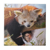 Lazy kleine rote Panda Fliese (Vorderseite)