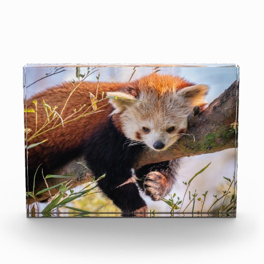 Lazy kleine rote Panda Fotoblock (Vorderseite)