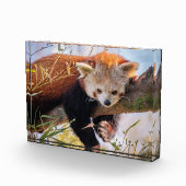 Lazy kleine rote Panda Fotoblock (Rechts)