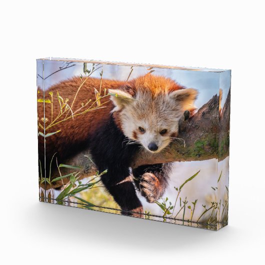 Lazy kleine rote Panda Fotoblock (Rechts)