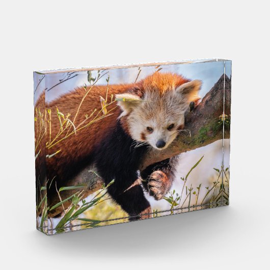 Lazy kleine rote Panda Fotoblock (Links)