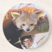Lazy kleine rote Panda Getränkeuntersetzer (Vorne)
