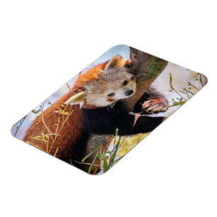 Lazy kleine rote Panda Magnet