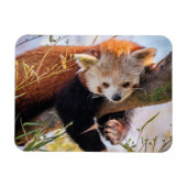 Lazy kleine rote Panda Magnet (Horizontal)