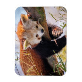 Lazy kleine rote Panda Magnet (Vertikal)