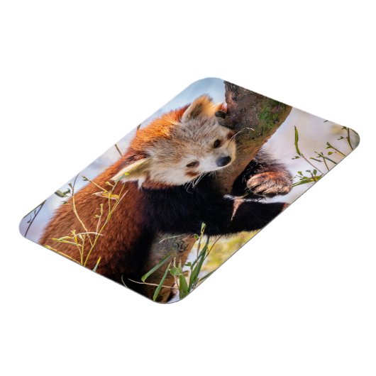 Lazy kleine rote Panda Magnet (Linke Seite)
