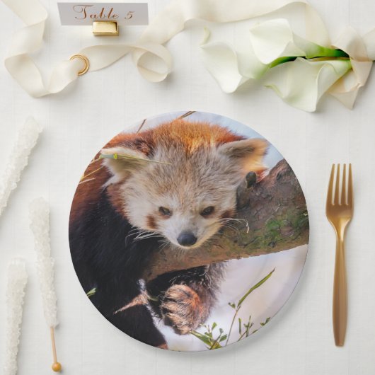 Lazy kleine rote Panda Pappteller (Hochzeit)
