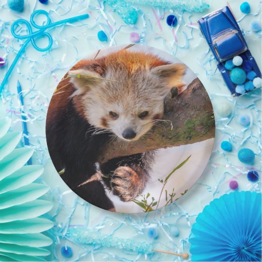 Lazy kleine rote Panda Pappteller (Party)