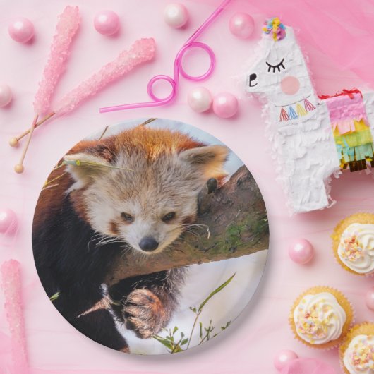 Lazy kleine rote Panda Pappteller (Party)