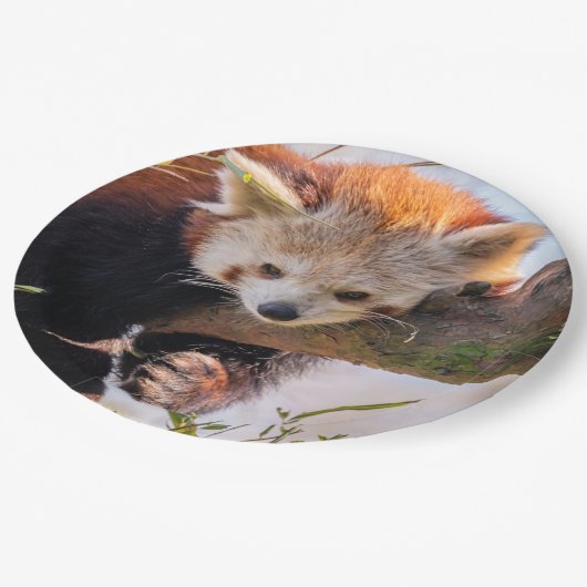 Lazy kleine rote Panda Pappteller (Schrägansicht)