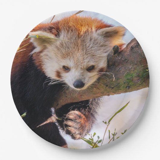 Lazy kleine rote Panda Pappteller (Vorderseite)
