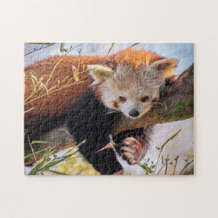 Lazy kleine rote Panda Puzzle