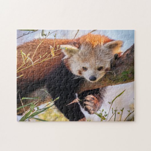 Lazy kleine rote Panda Puzzle (Horizontal)