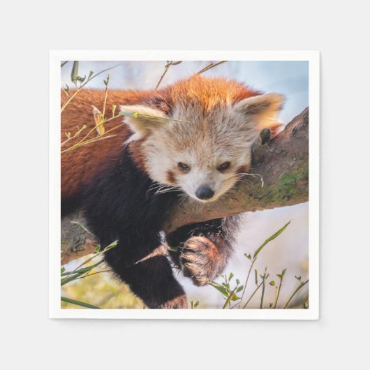 Lazy kleine rote Panda Serviette (Vorderseite)