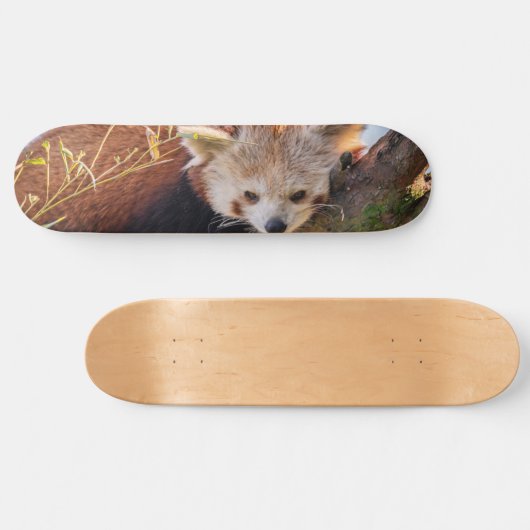Lazy kleine rote Panda Skateboard (Horizontal)